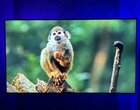 Samsung OLED 55" w cenie średniaka. Ten wybór jest strzałem w dziesiątkę!
